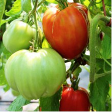 Редкие сорта томатов Гигант Provenzano